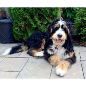 Conclusion-For-Best-Bernedoodle-Breeders-In-Florida