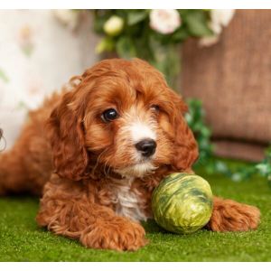 Conclusion-For-Best-Cavapoo-Breeders-In-Florida