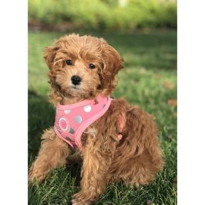 Conclusion-For-Best-Cavapoo-Breeders-In-Massachusetts