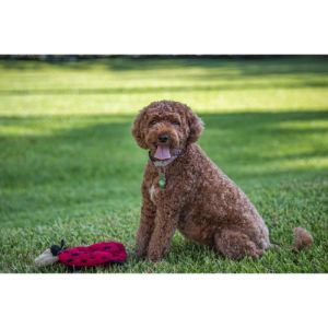 Conclusion-For-Best-Cavapoo-Breeders-In-North-Carolina