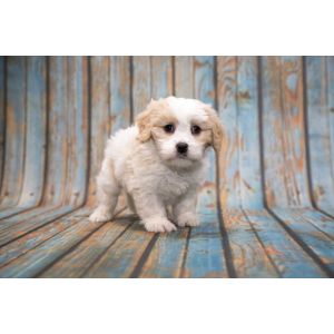 Conclusion-For-Best-Cavapoo-Breeders-In-Oregon