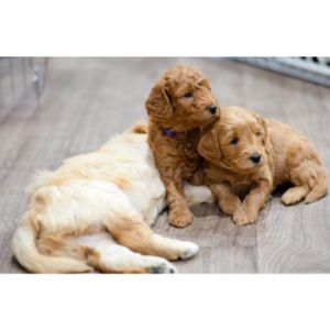 Conclusion-For-Best-Goldendoodle-Breeders-In-Minnesota