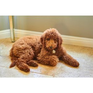 Conclusion-For-Best-Labradoodle-Breeders-In-Colorado