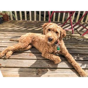 Conclusion-For-Best-Labradoodle-Breeders-In-Massachusetts