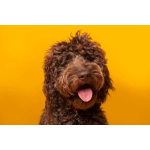 Conclusion-For-Best-Labradoodle-Breeders-In-Michigan