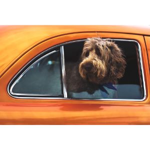 Conclusion-For-Best-Labradoodle-Breeders-In-New-Jersey