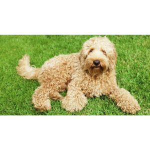 Conclusion-For-Best-Labradoodle-Breeders-In-North-Carolina