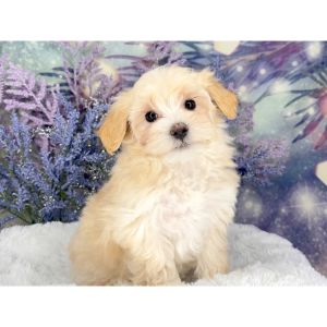 Conclusion-For-Best-Maltipoo-Breeders-In-Colorado