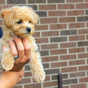 Conclusion-For-Best-Maltipoo-Breeders-In-Oregon