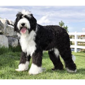 Conclusion-For-Best-Sheepadoodle-Breeders-In-Florida