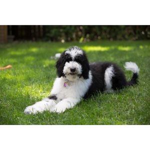 Conclusion-For-Best-Sheepadoodle-Breeders-In-North-Carolina