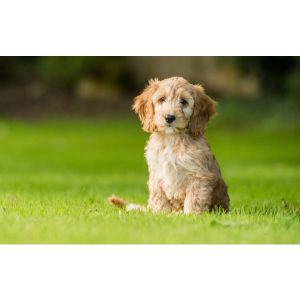 Conclusion-For-Top-Cockapoo-Breeders-In-Oregon