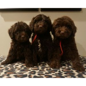 English-Manor-Labradoodles