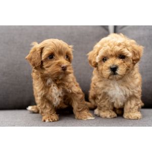 Final-Thoughts-maltipoo-Nc