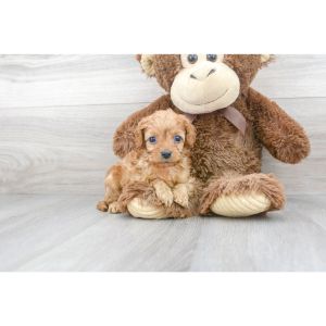 Florida-Fur-Babies-cavapoo