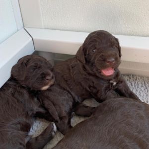 Forest-Hill-Labradoodles