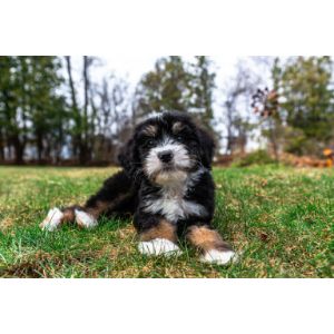 Great-Lakes-Bernedoodles-LLC-bernedoodle