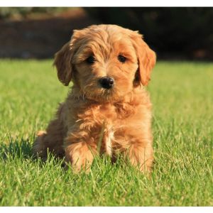 How-To-Choose-Labradoodle-Breeders-In-New-Jersey