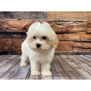 How-To-Choose-Maltipoo-Breeders-In-Colorado