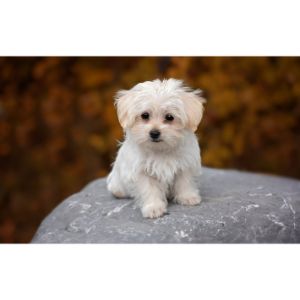 How-To-Choose-The-Best-Cavapoo-Breeders-In-Massachusetts