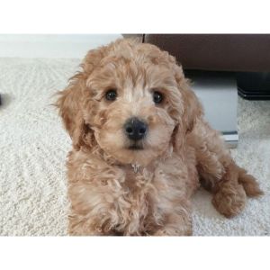 How-To-Choose-a-Cockapoo-Breeder-In-Oregon