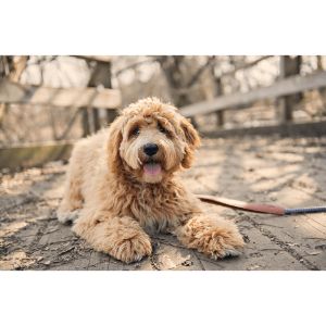 How-To-Choose-a-Labradoodle-Breeders-In-Colorado