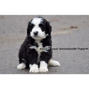 Kandis-Sweet-Bernedoodle-Puppies