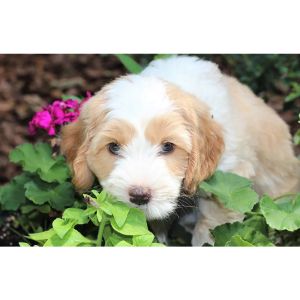 Mandevilla-Labradoodles