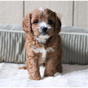 More-Information-About-Cavapoo-Breeders-In-Florida