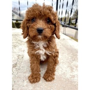 Poodles-and-Doodles-LLC-cavapoo-mass