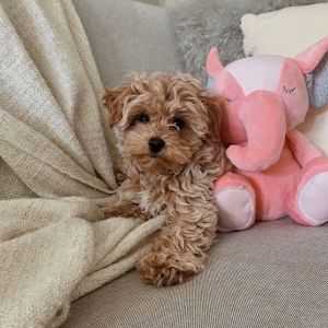 Premier-Pups-Maltipoo-Col