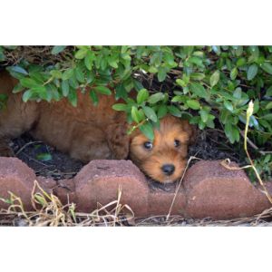 Prestige-Australian-Labradoodles