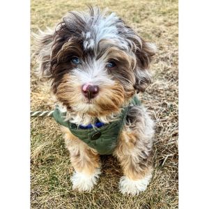 Puppy-Spot-new-jersey-aussiedoodle