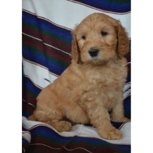 Rocky-Mountain-Labradoodles