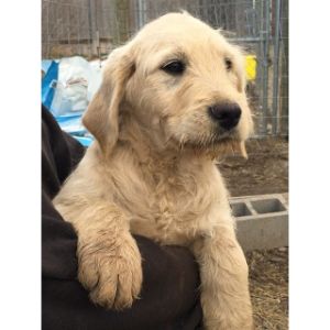 Sage-Creek-Labradoodle