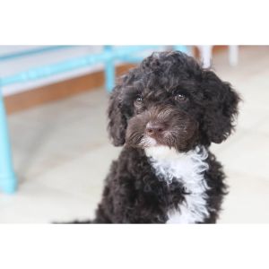 South-Mitten-Australian-Labradoodles