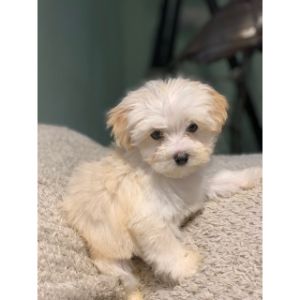 TLC-Kennel-Maltipoo-Nc