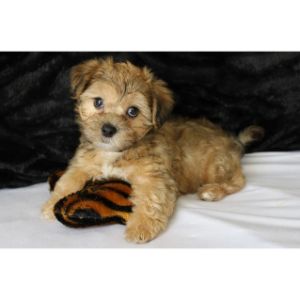 TLC-Puppy-Love-cavapoo