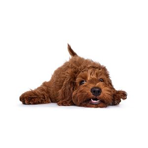 Things-To-Consider-When-Selecting-a-Labradoodle-Breeder-In-Michigan