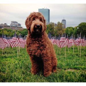 Tip-of-the-Shore-Labradoodles