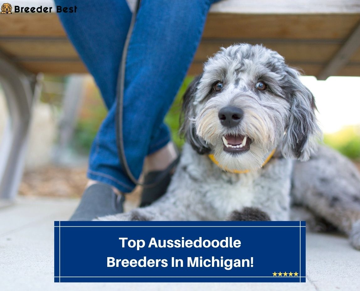 Top-Aussiedoodle-Breeders-In-Michigan-template