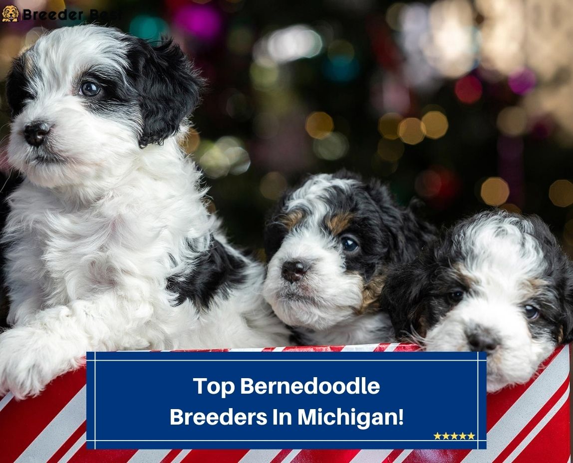 Top-Bernedoodle-Breeders-In-Michigan-template