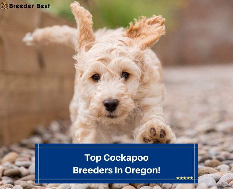 Top 5 Cockapoo Breeders In Oregon! (2023) Breeder Best