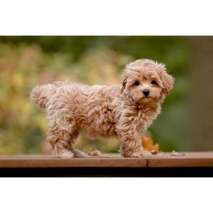 Valley-Puppy-Paws-Maltipoo-Org