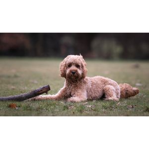 What-Do-You-Think-About-The-Cockapoo-Breeders-In-Minnesota