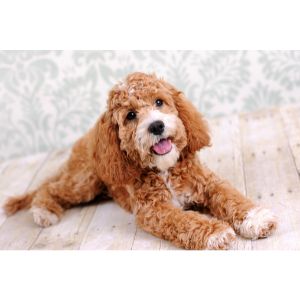 What-To-Consider-When-Choosing-Cockapoo-Breeder-In-Minnesota