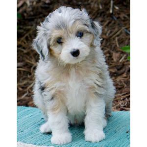 Where-Do-You-Find-An-Aussiedoodle-Breeder