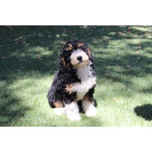 Who-Is-Your-Favorite-Bernedoodle-Breeder-In-Michigan
