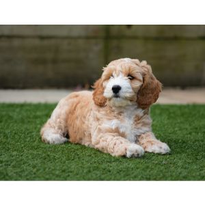 WoodHaven-Pups-Cockapoo