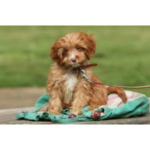 Allison-Hollow-Puppies-cockapoo-new-ham